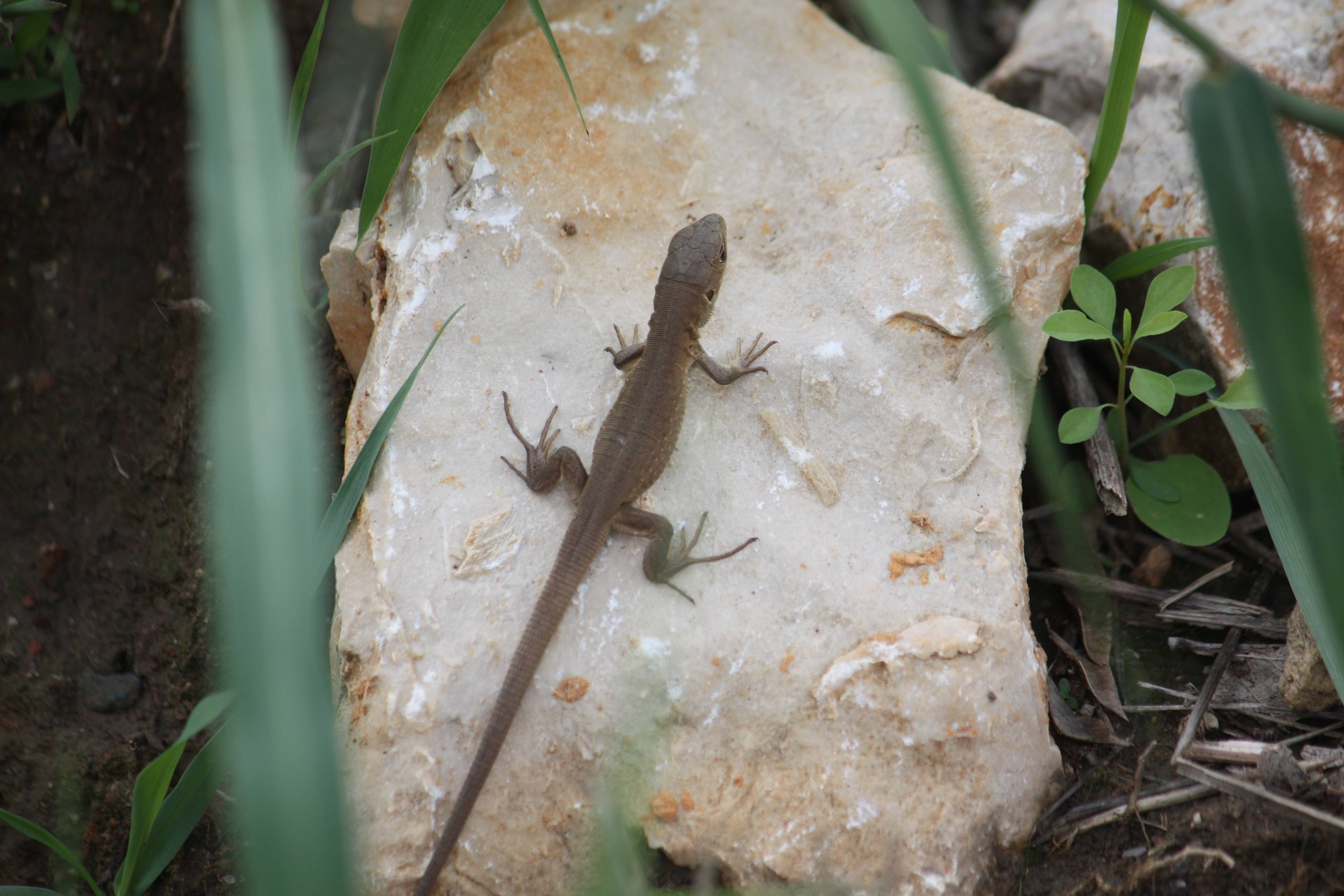 Faunareise Montenegro Impression 13