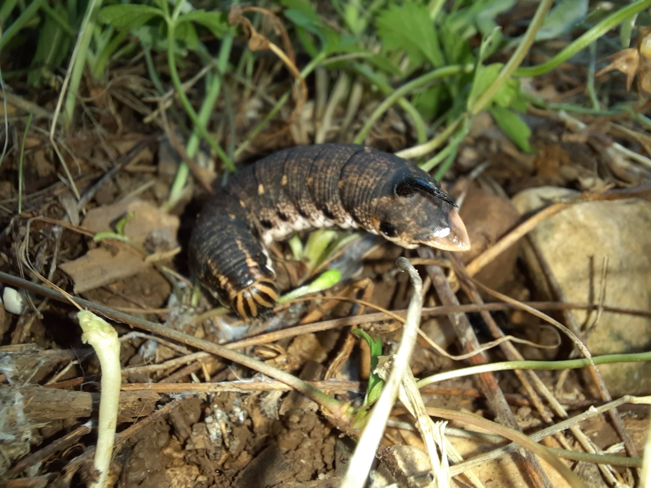 Faunareise Montenegro Impression 22