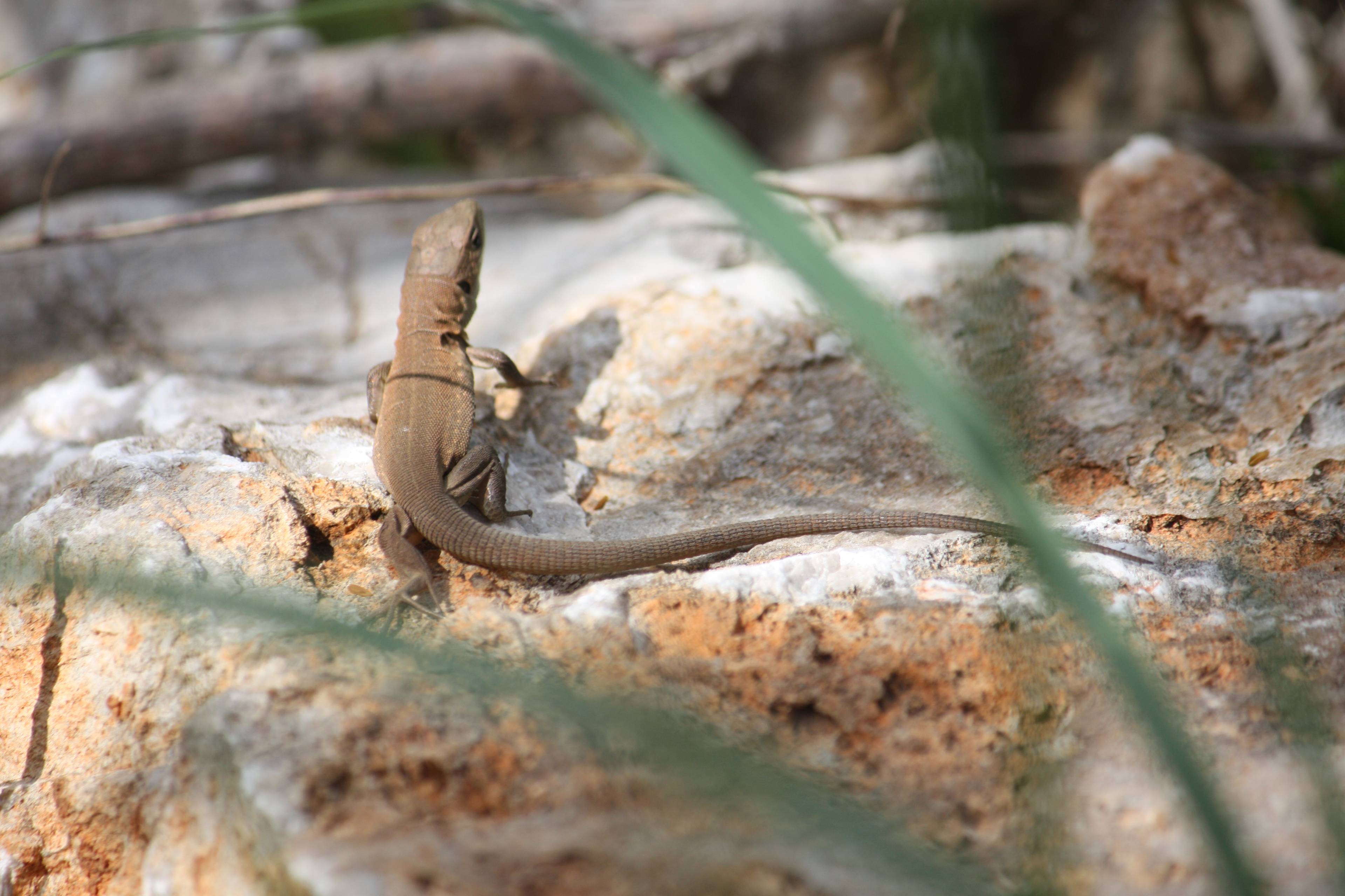 Faunareise Montenegro Impression 25