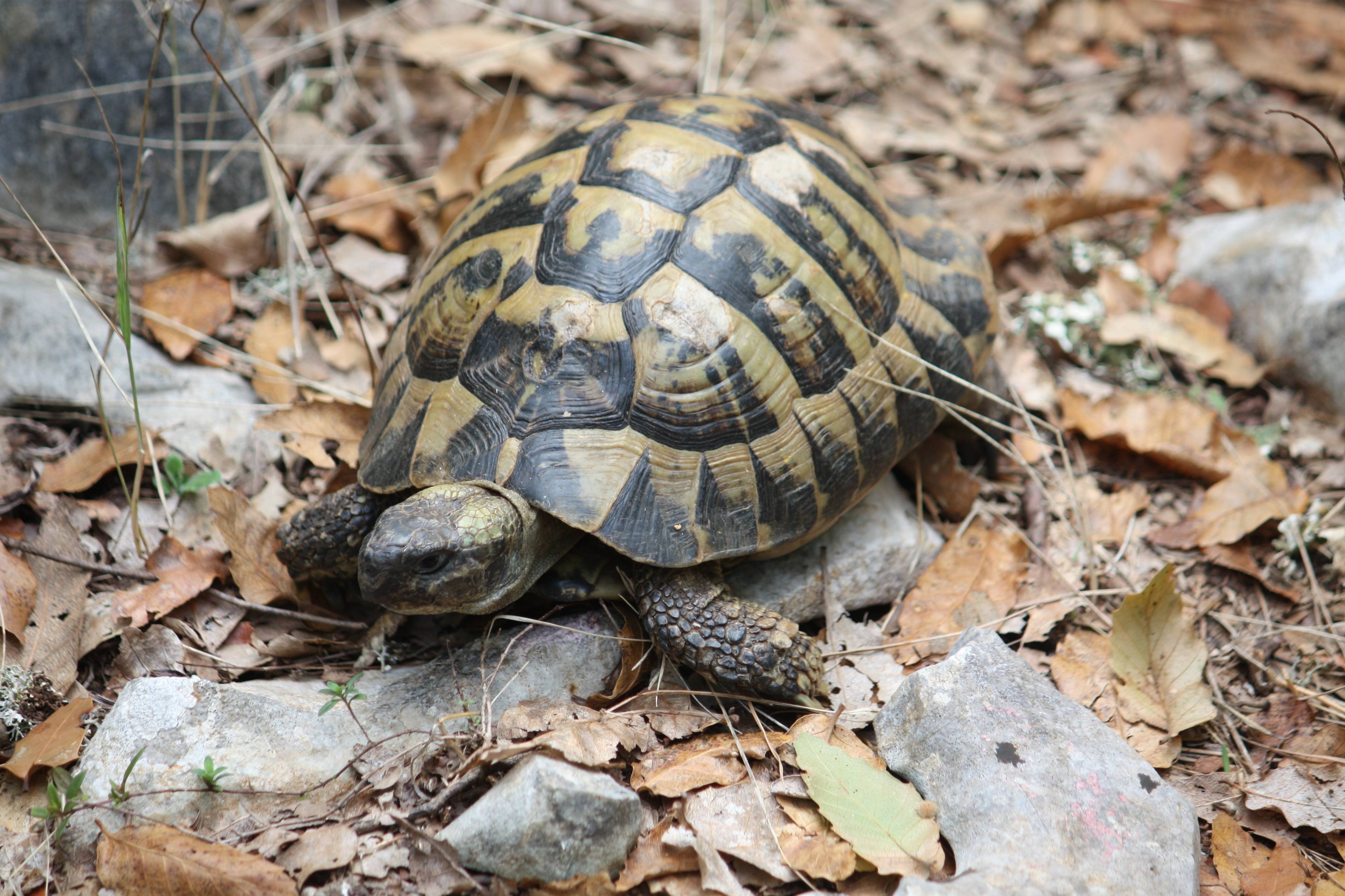 Faunareise Montenegro Impression 31