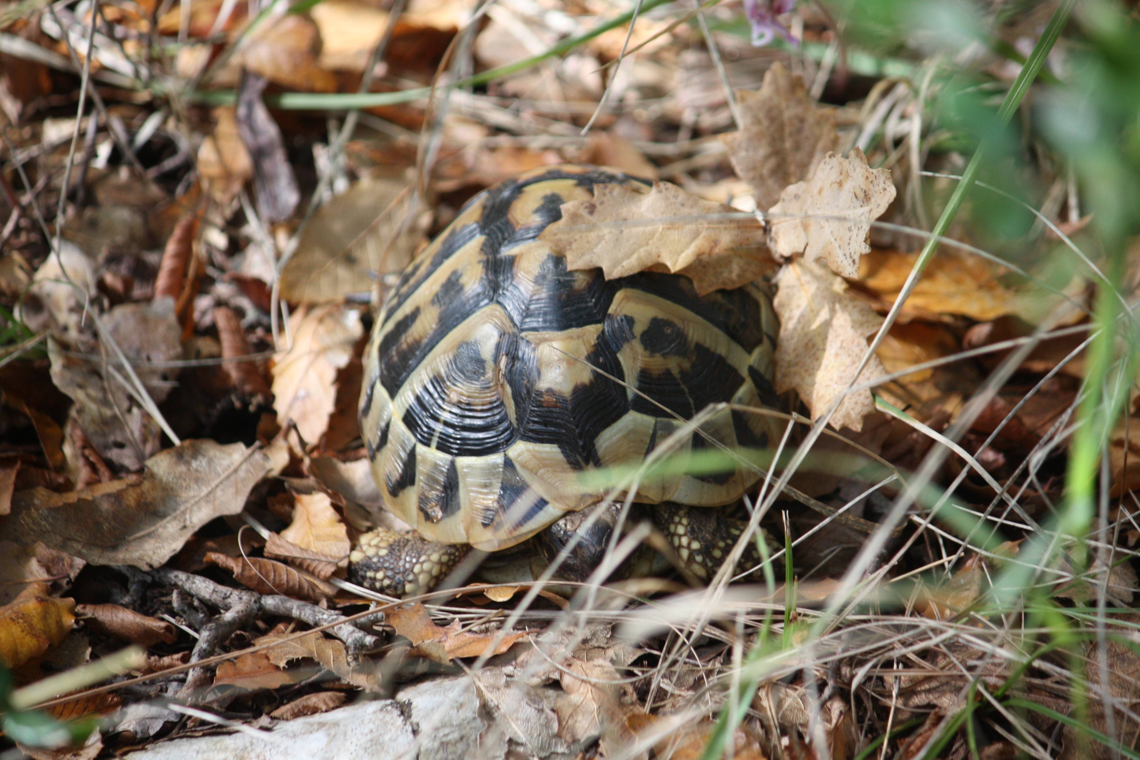 Faunareise Montenegro Impression 37