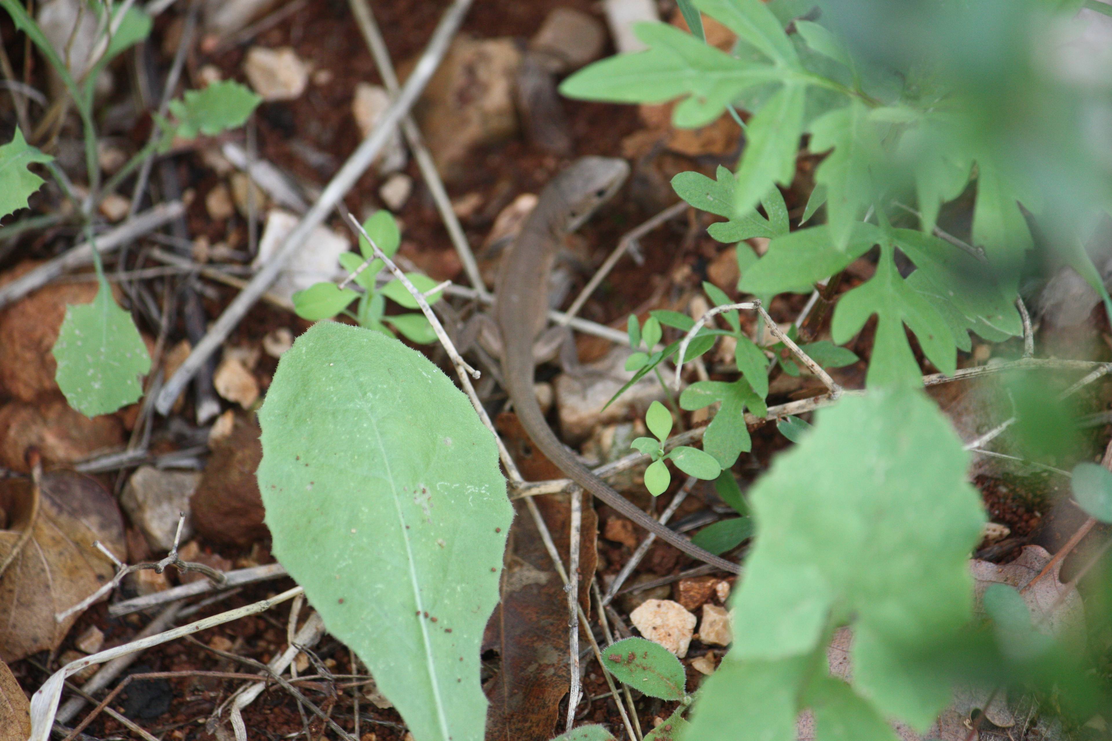 Faunareise Montenegro Impression 38