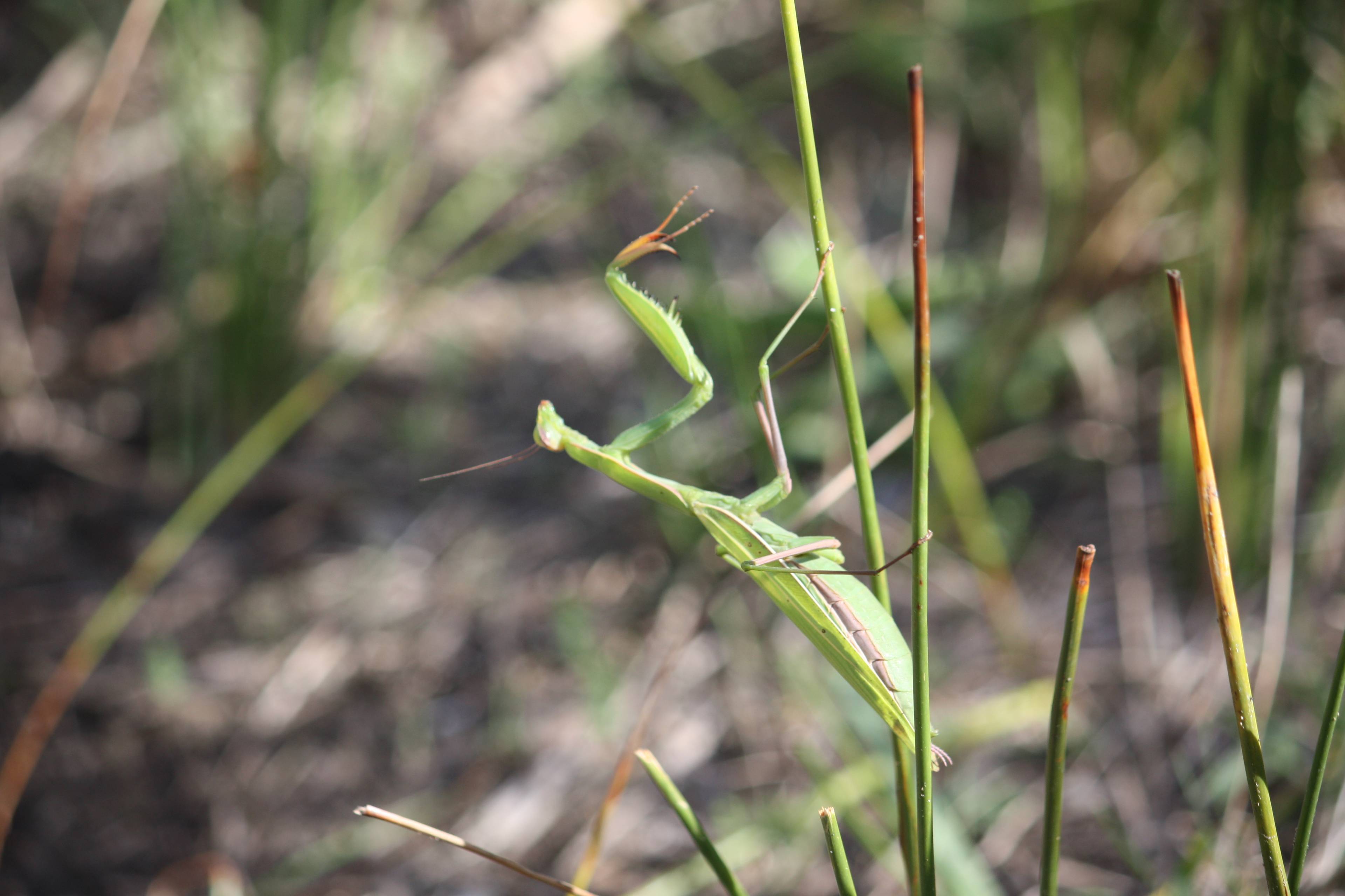 Faunareise Montenegro Impression 48