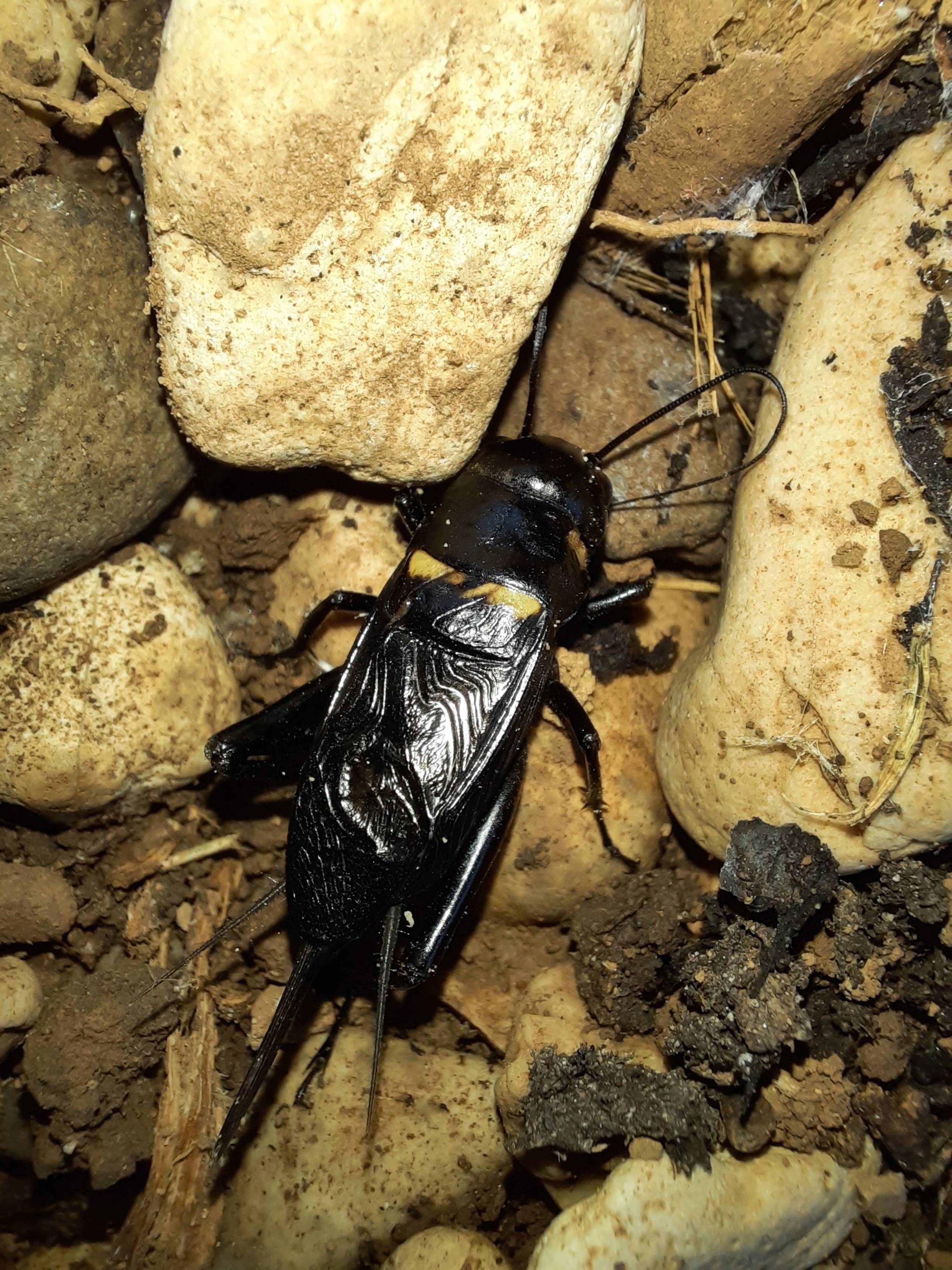 Faunareise Montenegro Impression 64