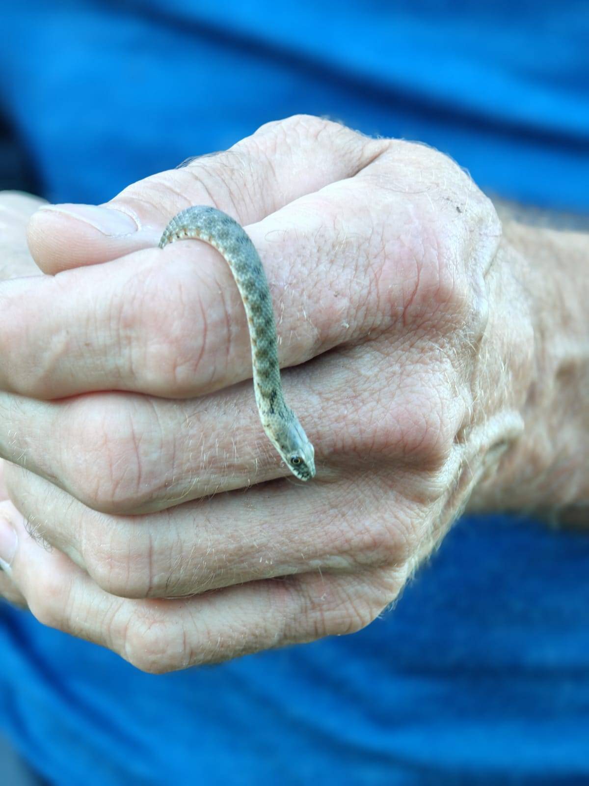 Faunareise Montenegro Impression 67