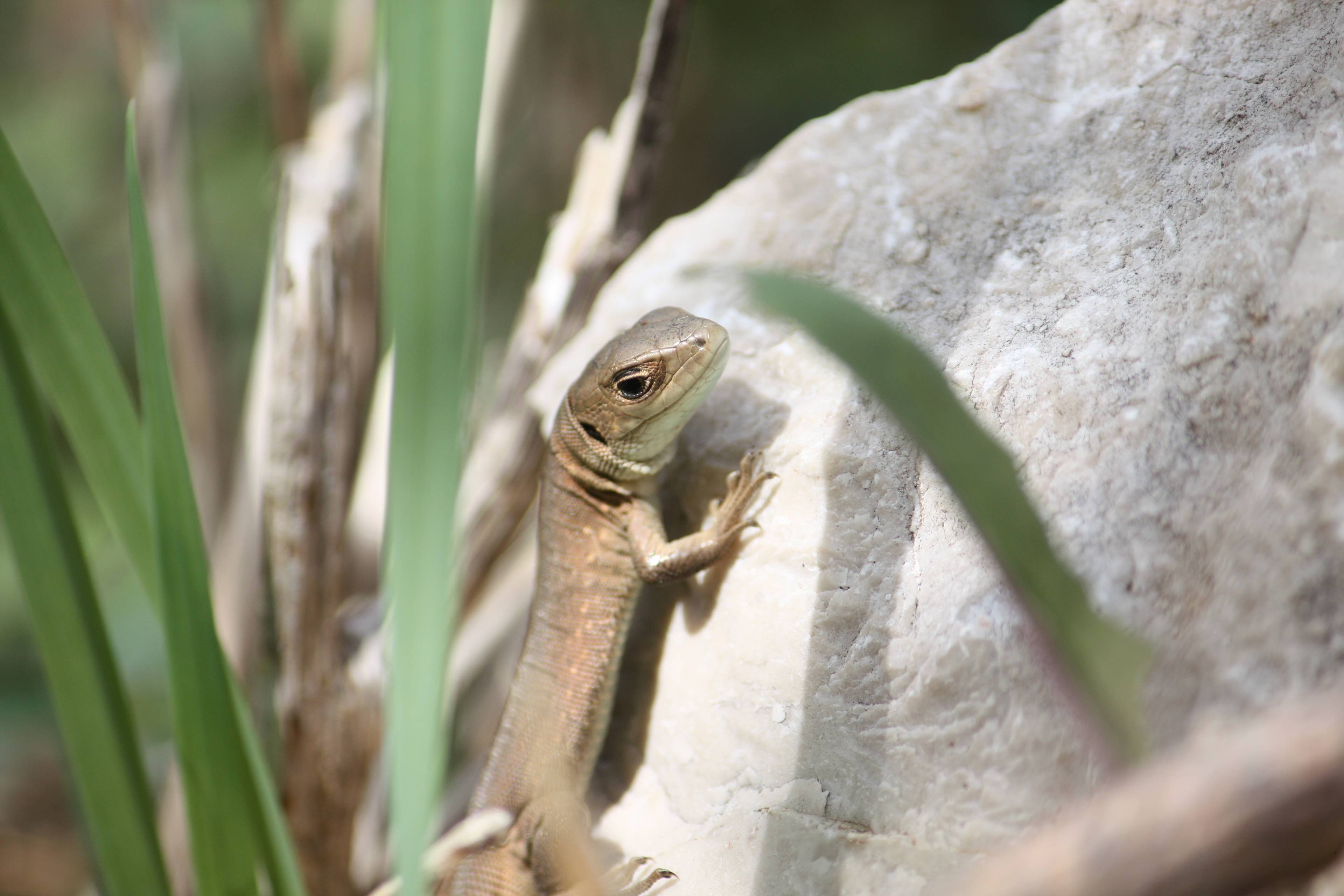 Faunareise Montenegro Impression 7