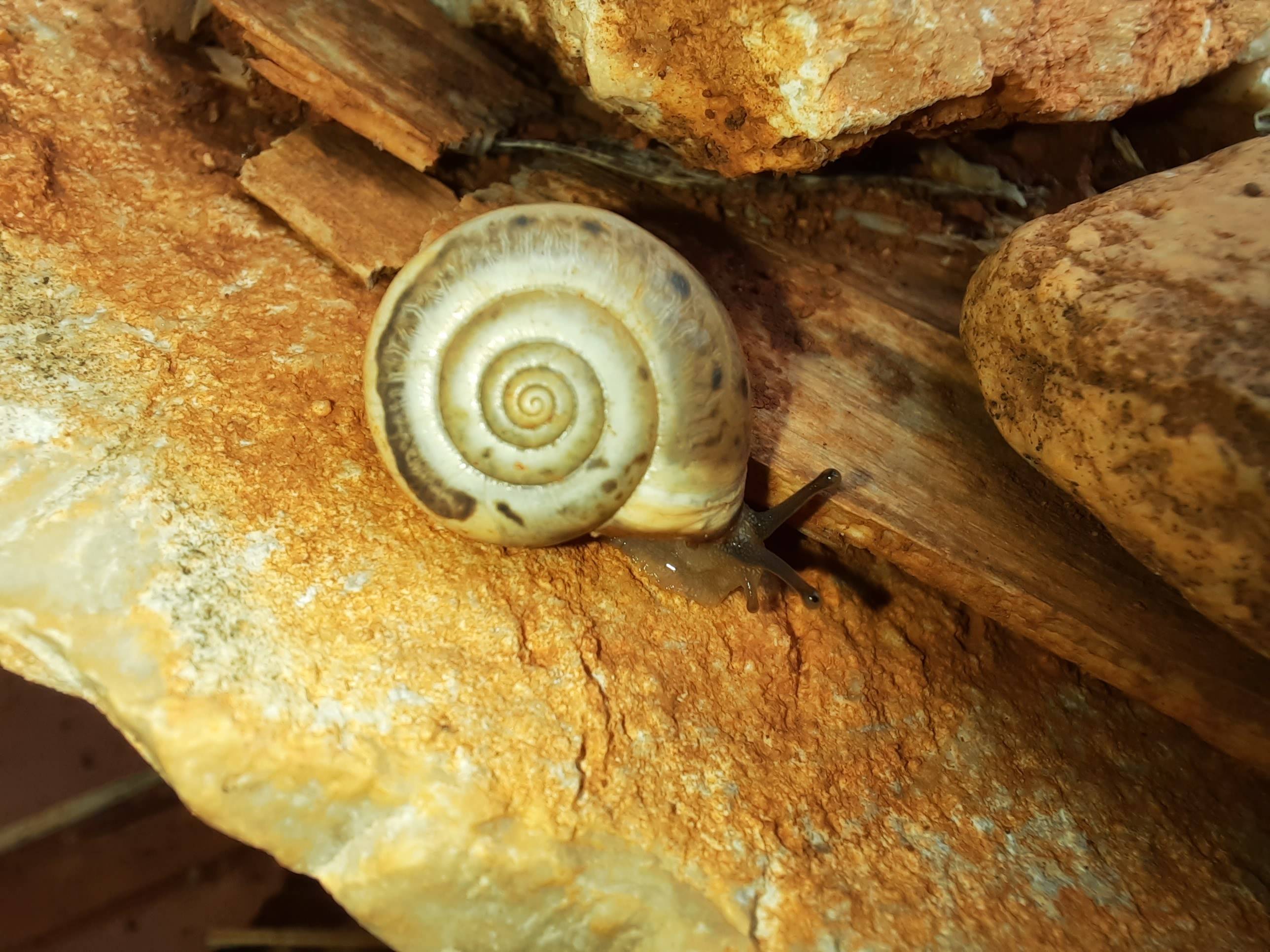 Faunareise Montenegro Impression 70