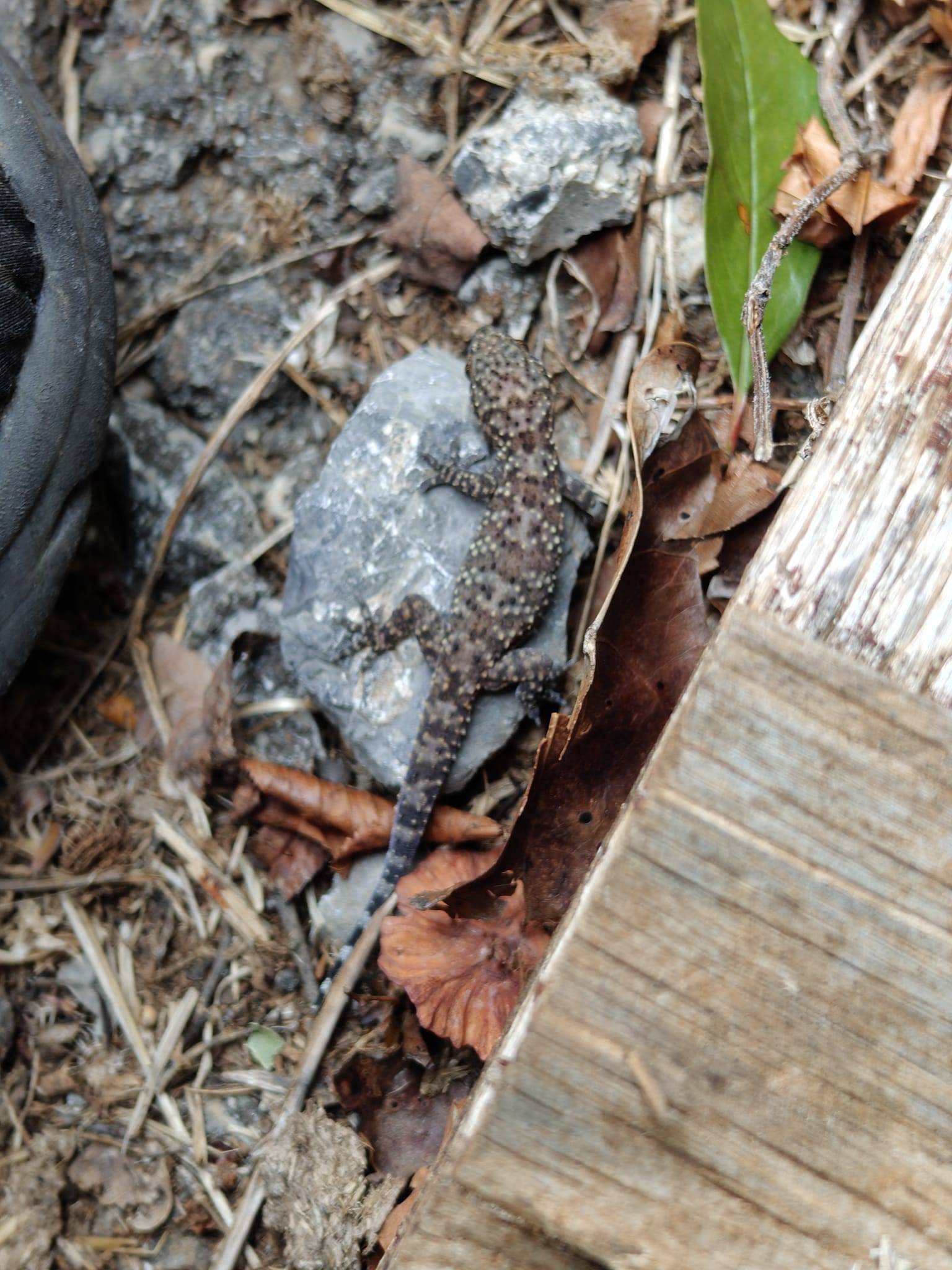 Faunareise Montenegro Impression 73