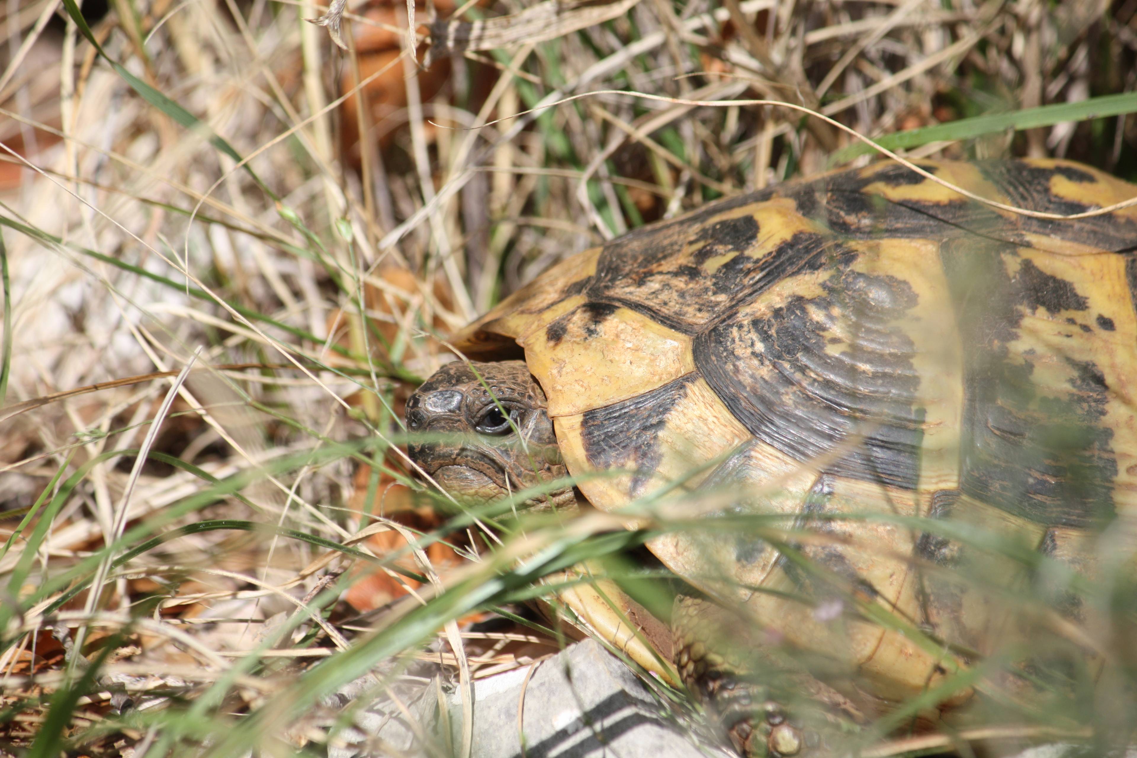 Faunareise Montenegro Impression 76