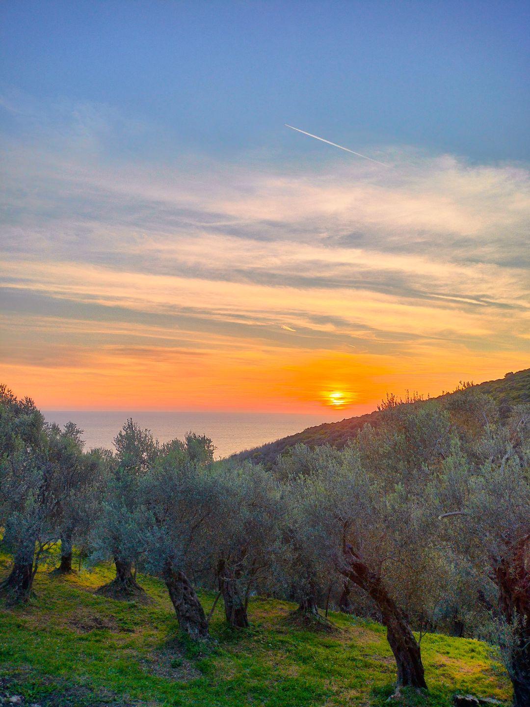 Olivenhain von Valdanos