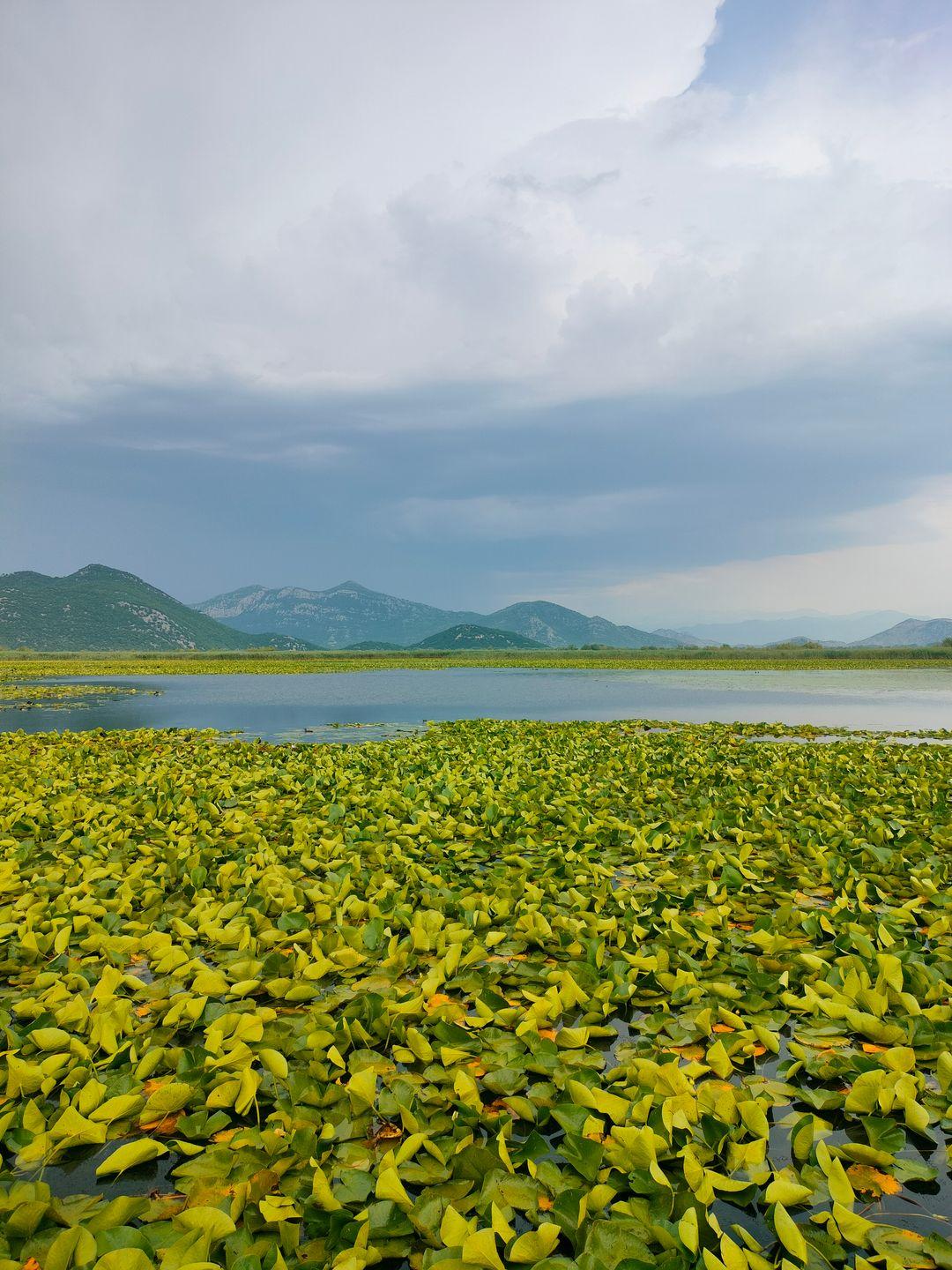 Skadar-See